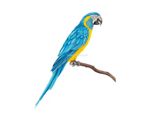 Lade das Bild in den Galerie-Viewer, Papagei Ara blau gelb
