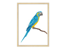 Load image into Gallery viewer, Blue-throated Macaw Original
