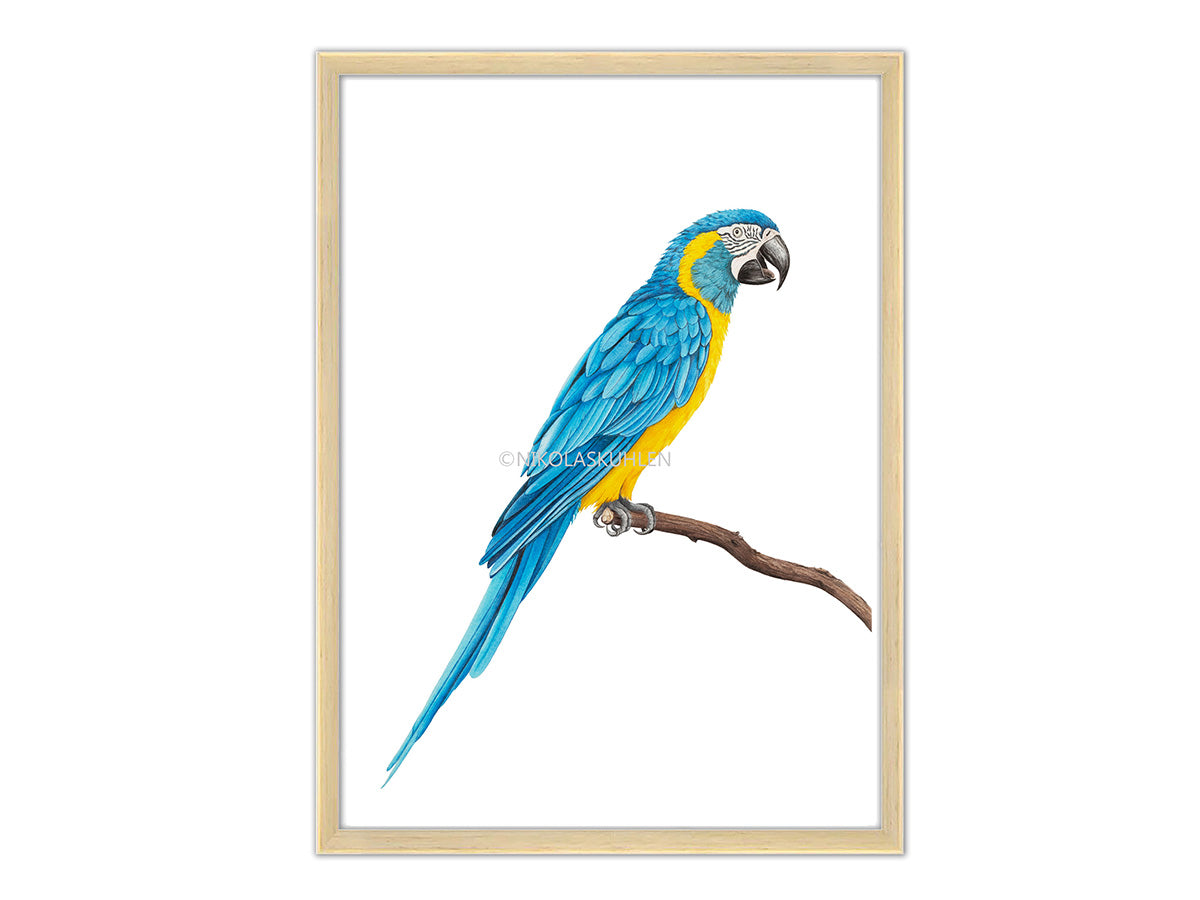 Blue-throated Macaw Original