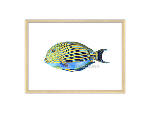 Doktorfisch gelb blau mit Rahmen