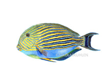 Load image into Gallery viewer, Doktorfisch gelb blau Streifen
