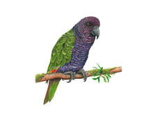 Lade das Bild in den Galerie-Viewer, Kaiseramazone Papagei lila grün Detail
