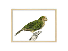 Lade das Bild in den Galerie-Viewer, Kakapo Zeichnung Vogel grün
