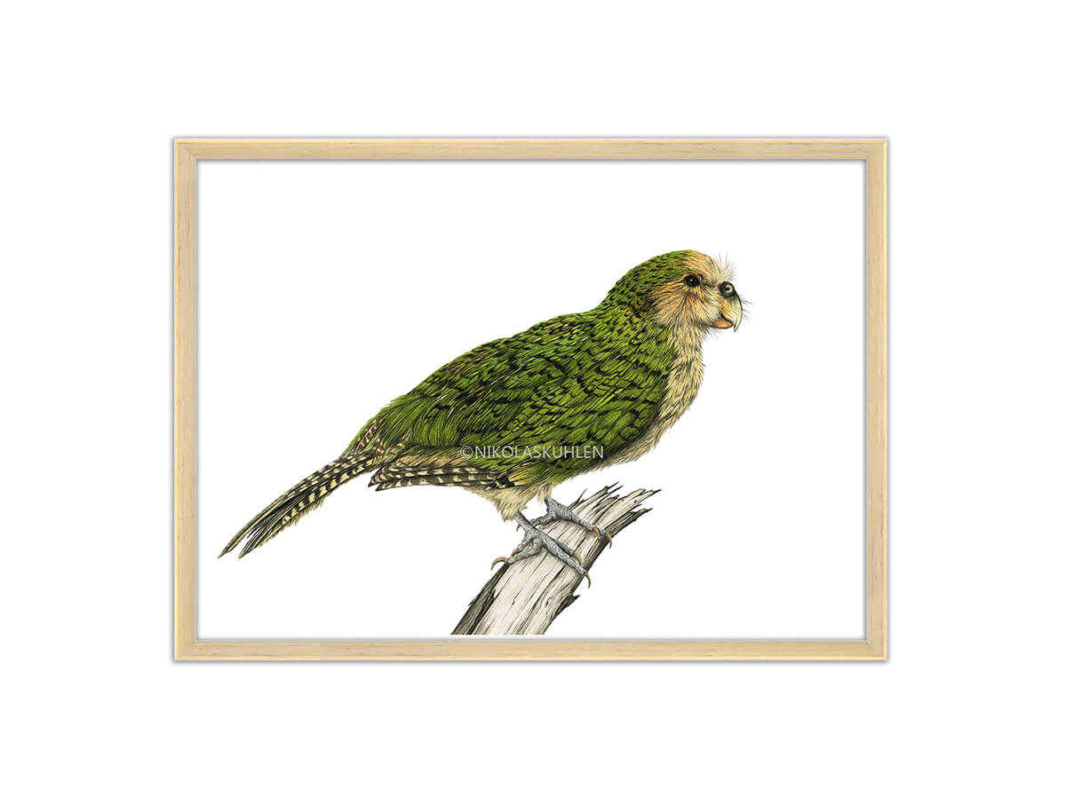 Kakapo Zeichnung Vogel grün