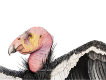 Lade das Bild in den Galerie-Viewer, Kalifornischer Kondor Kopf Flügel
