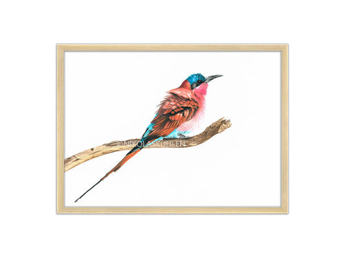 Karminspint rot rosa blau mit Rahmen