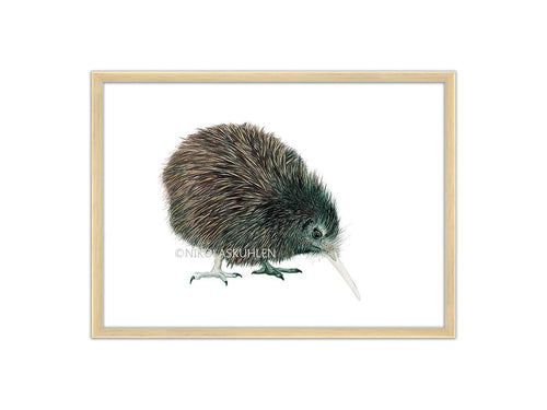 Kiwi Vogel Zeichnung mit Rahmen