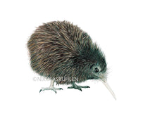 Lade das Bild in den Galerie-Viewer, Kiwi Vogel detailreiche Zeichnung
