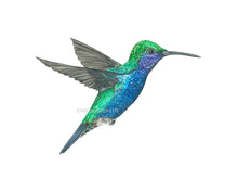 Lade das Bild in den Galerie-Viewer, Kolibri blau grün detail
