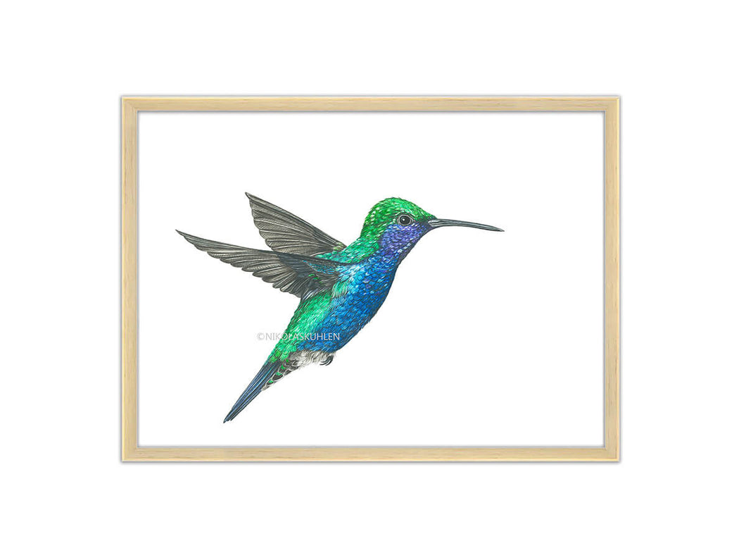 Zeichnung Kolibri blau grün