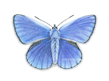 Load image into Gallery viewer, Zeichnung blauer Schmetterling - Detail
