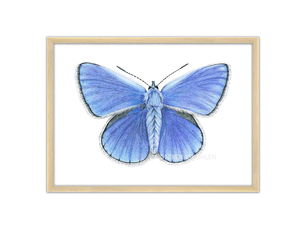 Zeichnung blauer Schmetterling