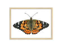Load image into Gallery viewer, Distelfalter Zeichnung - orange schwarz
