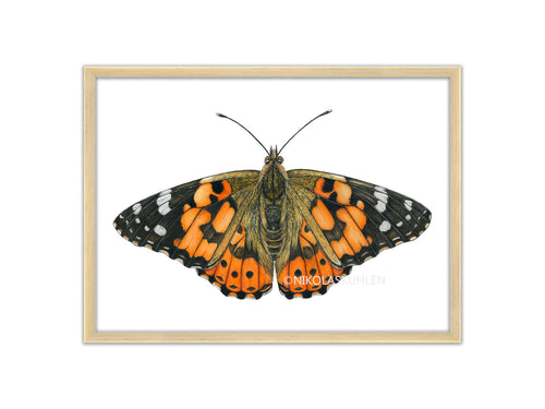 Distelfalter Zeichnung - orange schwarz