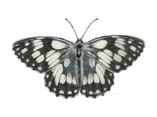 Load image into Gallery viewer, Zeichnung Schachbrett Schmetterling Detail
