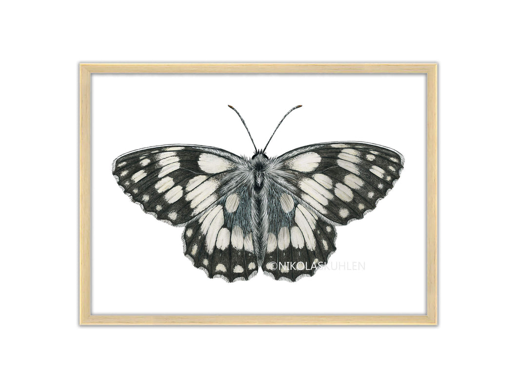 Zeichnung Schachbrett Schmetterling - schwarz weiß