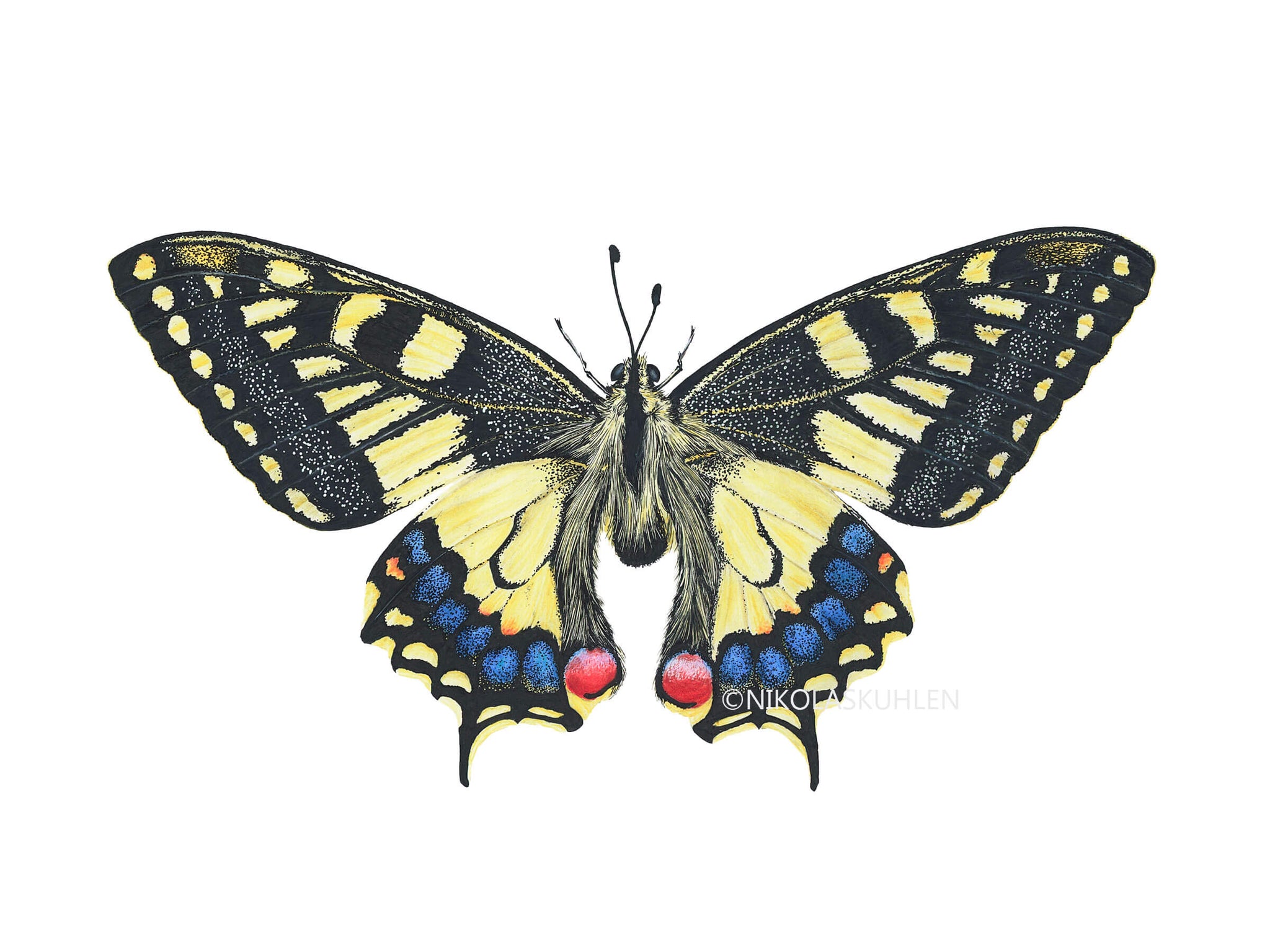 Schwalbenschwanz Schmetterling Kunstdruck – Nikolas Kuhlen