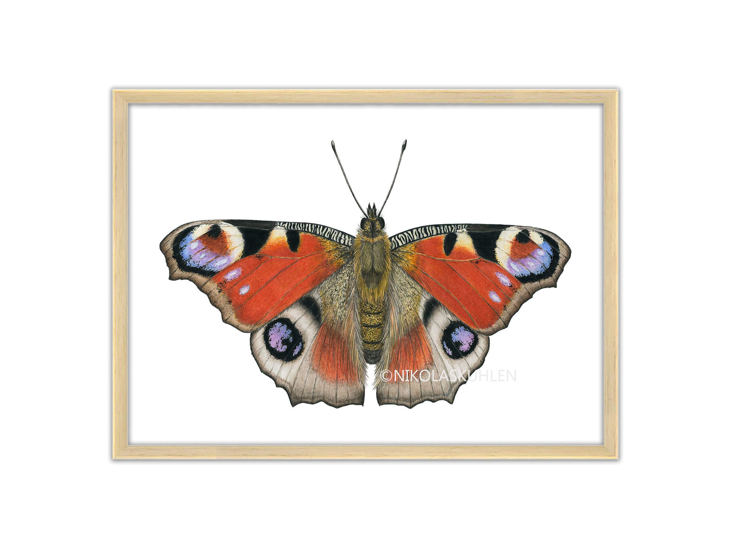 Zeichnung Tagpfauenauge Schmetterling in Farbe
