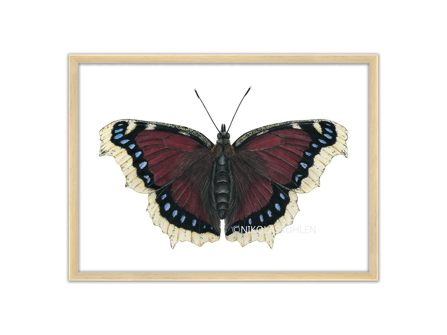 Zeichnung Trauermantel Schmetterling Farbe