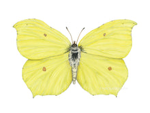 Load image into Gallery viewer, Zitronenfalter - Gelber Schmetterling Detail

