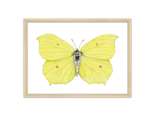 Zitronenfalter - Gelber Schmetterling