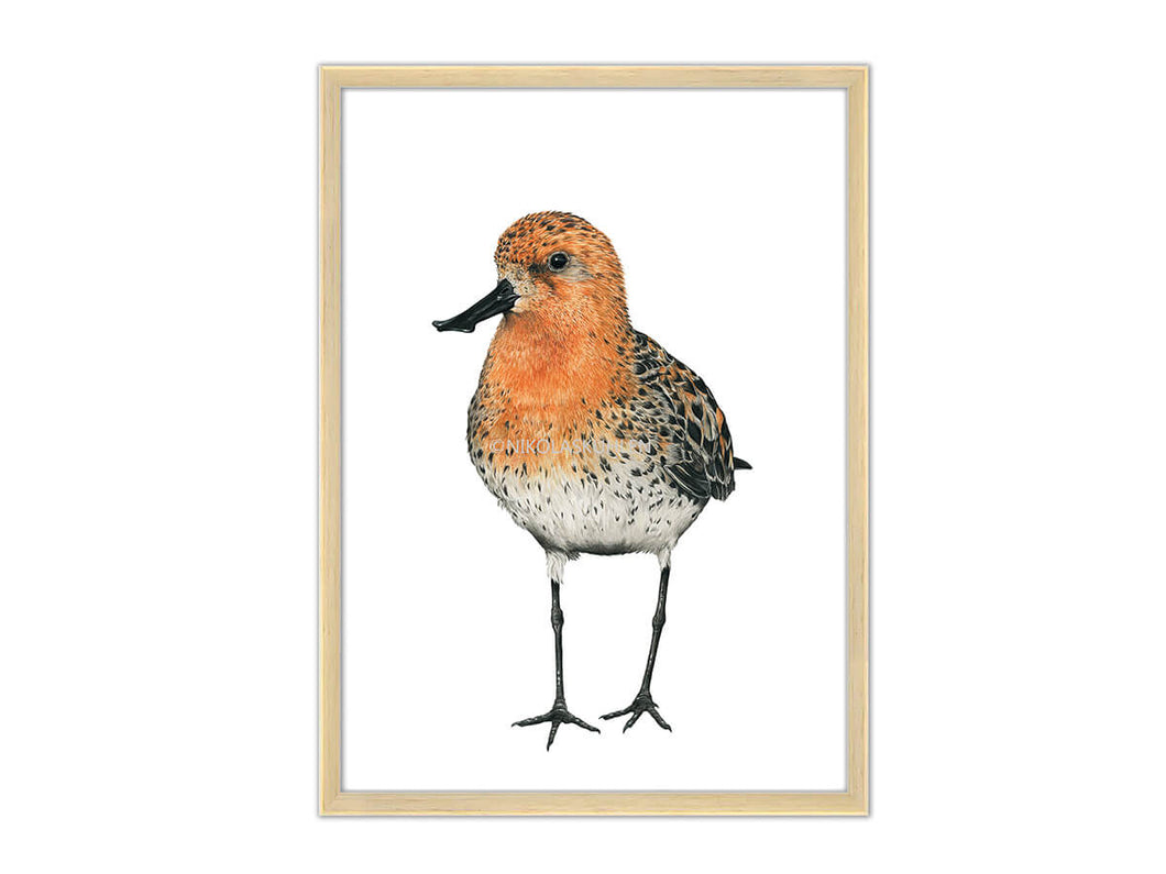 Löffelstrandläufer Portrait Rahmen