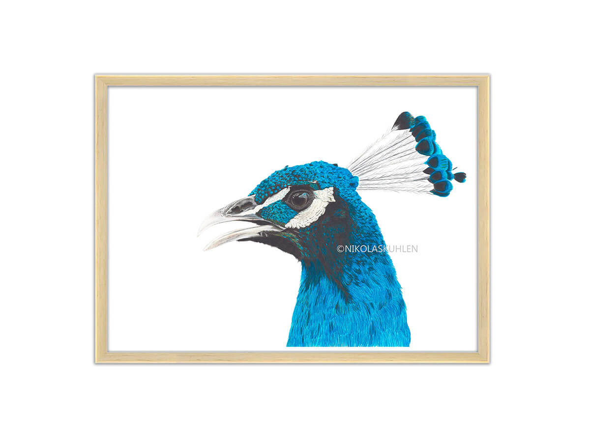 Portrait vom blauen Pfau mit Rahmen
