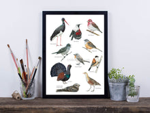 Load image into Gallery viewer, Poster mit 10 seltenen Vögeln und Dekoelementen
