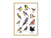 Load image into Gallery viewer, Poster 10 Vögel mit Vogelnamen in Rahmen
