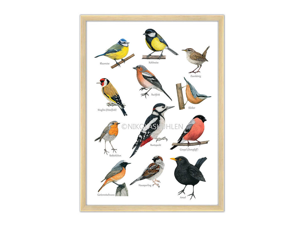 Poster 10 Vögel mit Vogelnamen in Rahmen