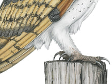 Load image into Gallery viewer, Zeichnung Schleiereule, Detailansicht Füße auf Pfahl
