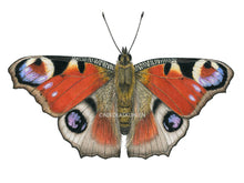 Lade das Bild in den Galerie-Viewer, Schmetterling Tagpfauenauge
