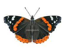 Load image into Gallery viewer, Schmetterling Admiral
