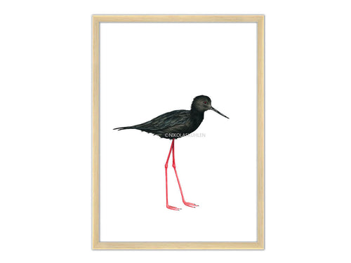 schwarzer Vogel roter Schnabel Rahmen