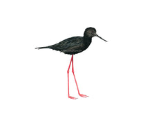 Lade das Bild in den Galerie-Viewer, Vogel schwarz rote Beine 
