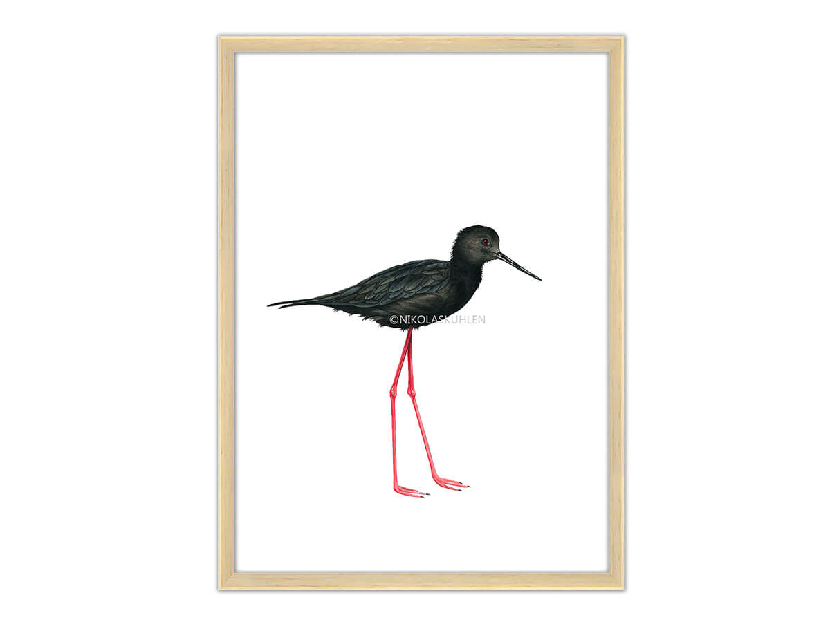 Vogel schwarz rote Beine Rahmen