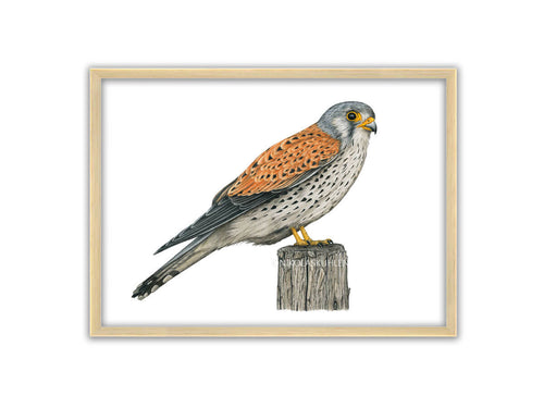 Turmfalke Männchen auf Holzpfahl sitzend, Zeichnung in Rahmen