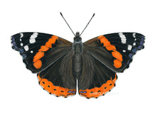 Lade das Bild in den Galerie-Viewer, Zeichnung Admiral Schmetterling, Detail
