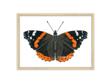 Lade das Bild in den Galerie-Viewer, Zeichnung Admiral Schmetterling, rot schwarz
