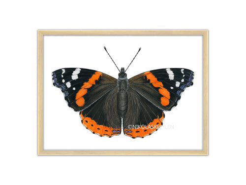 Zeichnung Admiral Schmetterling, rot schwarz
